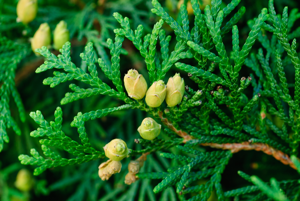 Planting And Care Of Cedars Cedars For The Au Sable